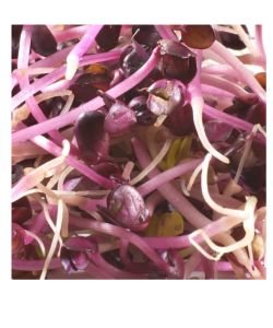 Seeds germinate - purple radish BIO, 100 g